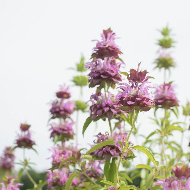 Lemon Mint Seeds - 1000 Non-GMO Culinary Herb Seeds - Mentha × piperita var. citrata - Aromatic Flavor for Gardens
