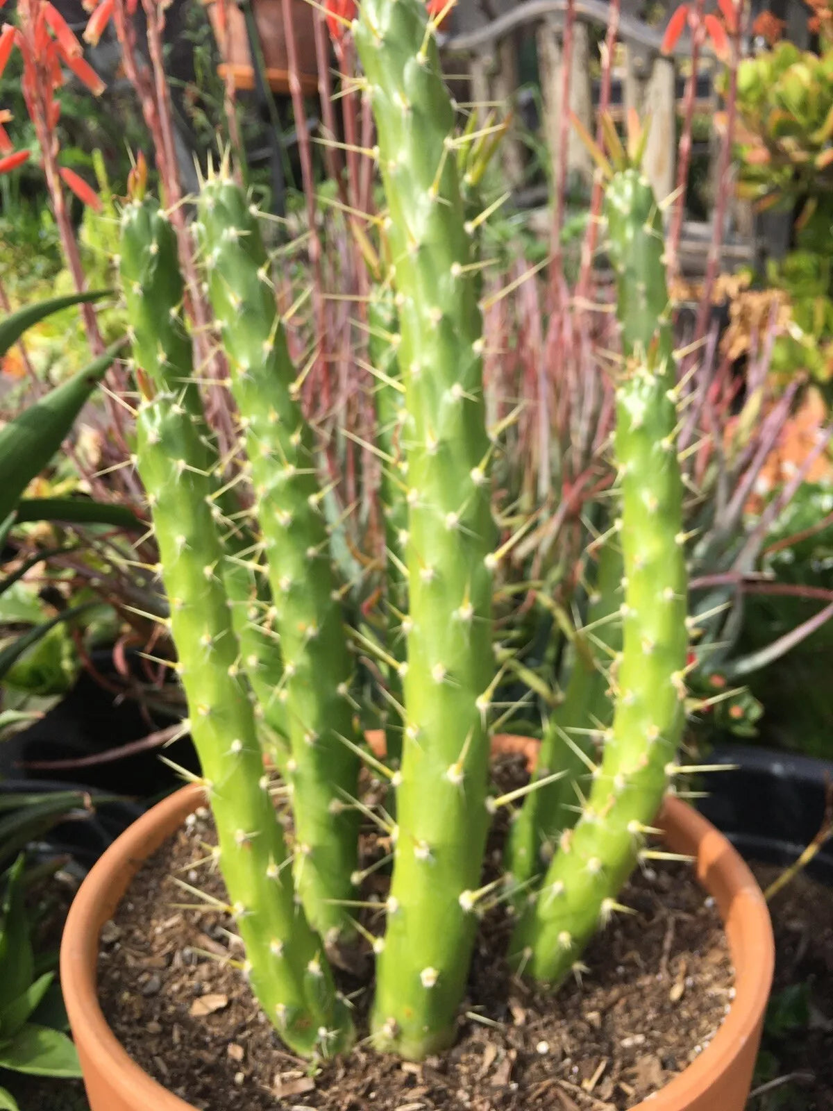 Eve's Needle Cactus Plant, 4-5" Tall Succulent, Opuntia Subulata, Indoor/Outdoor Decor, Low Maintenance Greenery