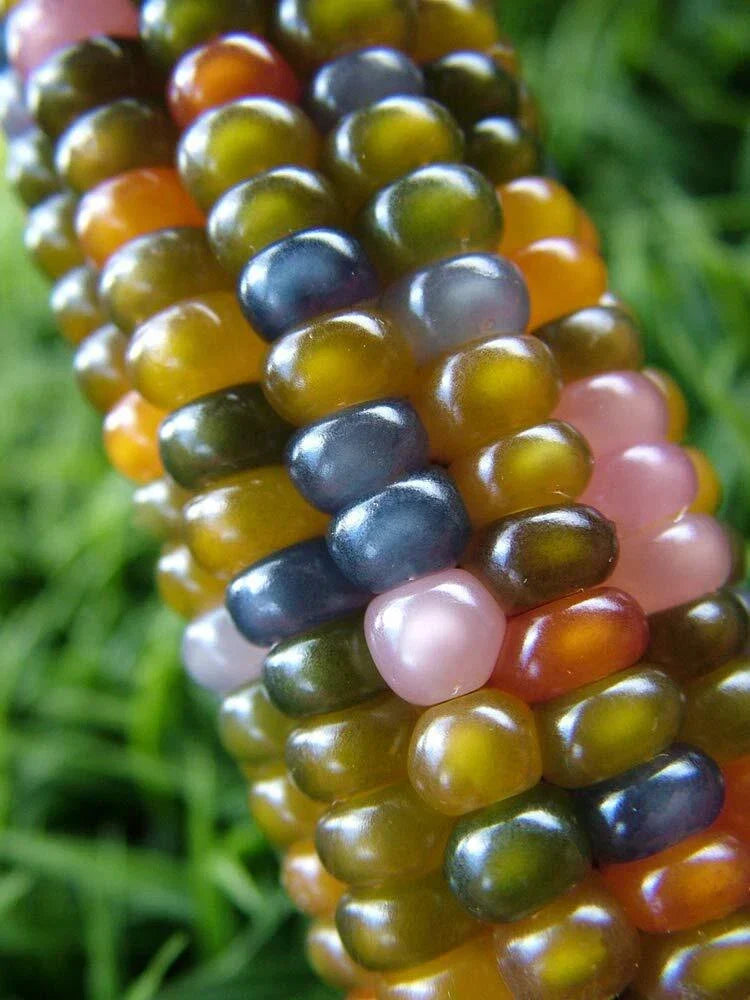 Rare Glass Gem Indian Corn Seeds - 40+ Seeds - Vibrant Translucent Kernels - Zea mays everta - Heirloom Variety