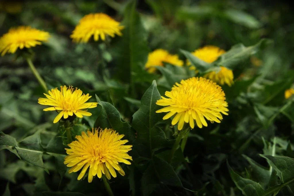 Dandelion Seeds 100 Seeds Edible Culinary Herb Taraxacum Medicinal Plant for Garden