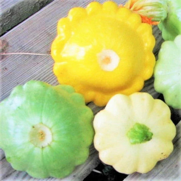Patty Pan Squash Seeds - 30+ Count - 3 Color Mix - Cucurbita pepo - Bush Scallop Squash for Home Gardening