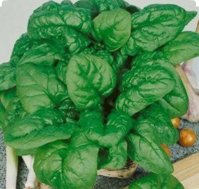 Bloomsdale Spinach Seeds - 200 Non-GMO Organic Seeds - Open Pollinated - Spinacia oleracea - Cool Weather Variety