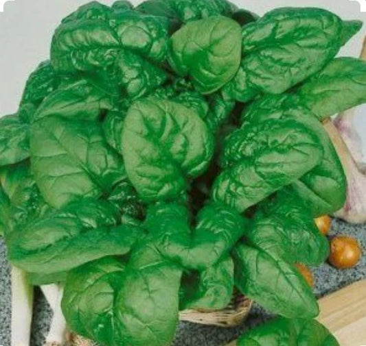Bloomsdale Spinach Seeds - 200 Non-GMO Organic Seeds - Open Pollinated - Spinacia oleracea - Cool Weather Variety