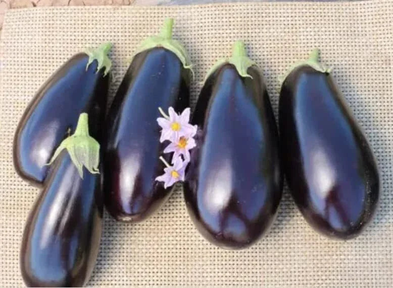 American Eggplant Seeds - 20 Seeds - Solanum melongena - All American Favorite for Home Gardening