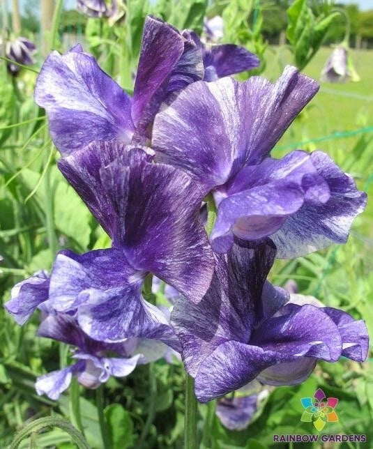 Mr. P Sweet Pea Seeds - 50 Non-GMO Seeds - Lathyrus odoratus - Fragrant Climbing Vine for Garden Planting - USA