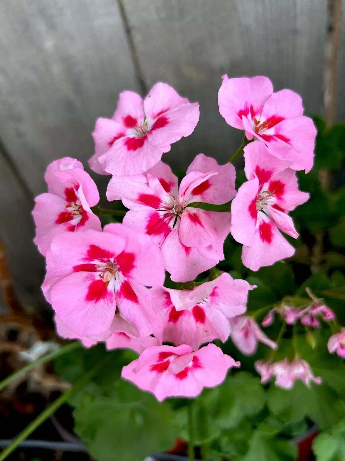 Geranium Cuttings - Two 6-Inch Pink/Red Starter Cuttings - Pelargonium spp. - Perennial Flowers for Garden or Patio