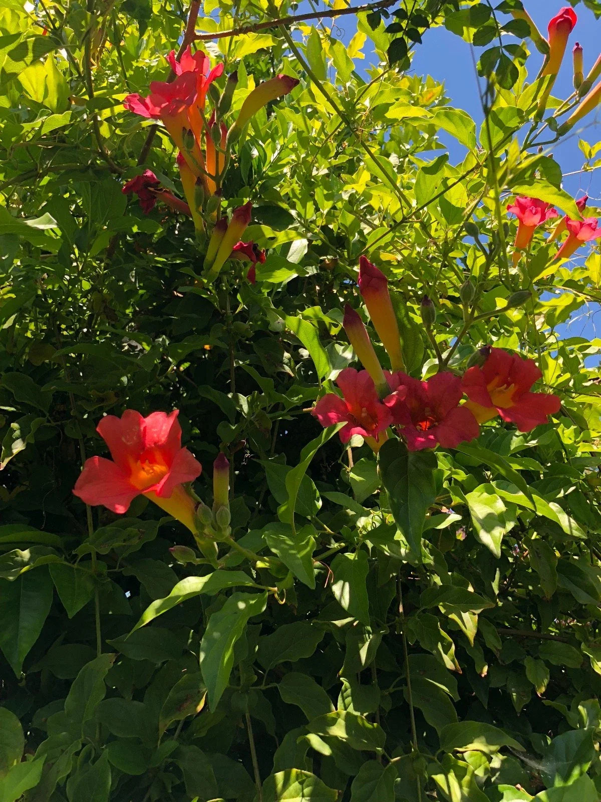Organic Live Scarlet Trumpet Vine Cuttings, 6-Inch Stems, Amphilophium Buccinatorium, Climbing Plant for Garden Decor