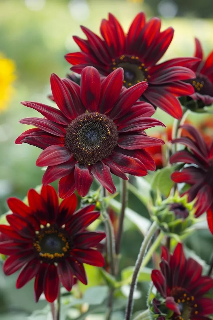 Chocolate Cherry Sunflower Seeds - Ornamental Dark Maroon - Helianthus annuus 'Chocolate Cherry' - Free Shipping
