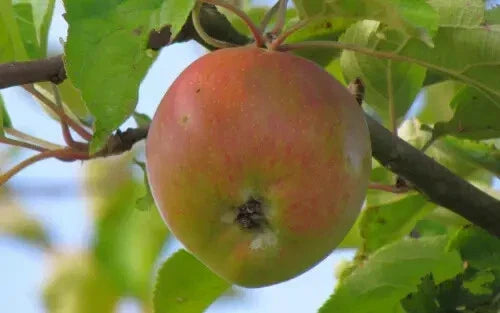 Ascahire Apple Seeds - 25+ Pack, Non-GMO, Malus domestica, USA Grown, Quality Gardening Seeds for Home Orchards