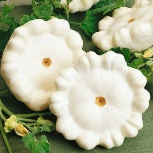 Early White Bush Scallop Summer Squash Seeds - 20 Premium Non-GMO Seeds (Cucurbita pepo) for Container Gardening