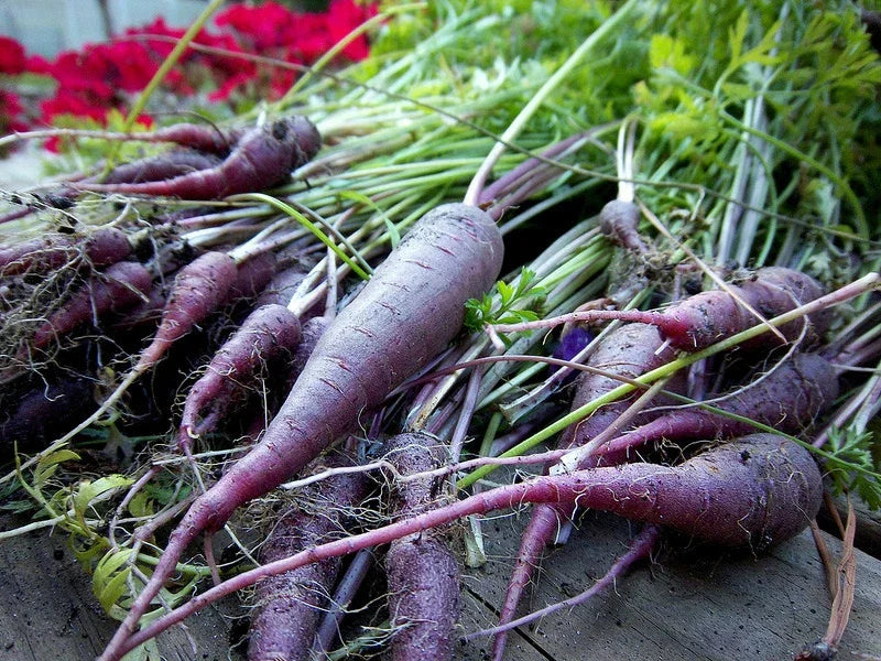 Cosmic Purple Carrot Seeds - 120 Seeds - Daucus carota - Non-GMO, High Germination, Unique Color - GroCo USA