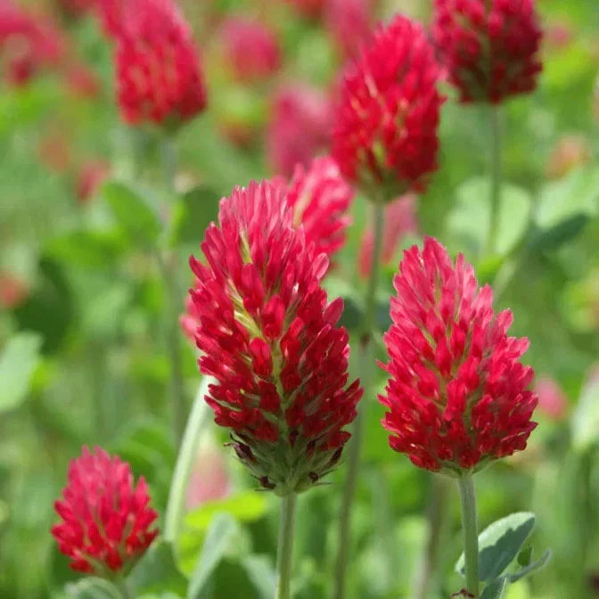 Crimson Clover Seeds 1000+ Count - Italian Garden Flower Seeds - Trifolium incarnatum - Non-GMO for 2025 Planting USA