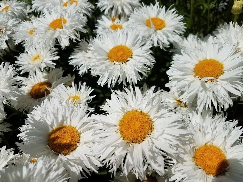 Daisy Seeds - 100 Non-GMO CRAZY DAISY Shasta - Frilly White Flowers - Leucanthemum superbum - Perennial Garden Plant