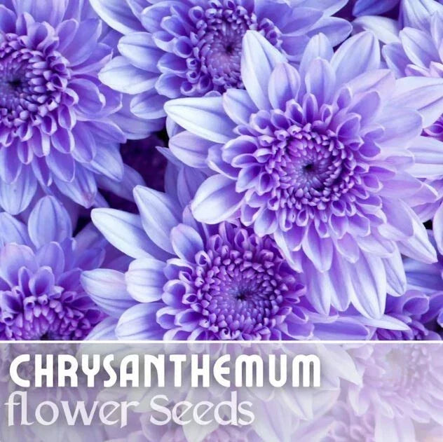 Chrysanthemum Seeds - 200+ Faded Lilac Flower Seeds - Chrysanthemum morifolium - Annual Blooming Plant