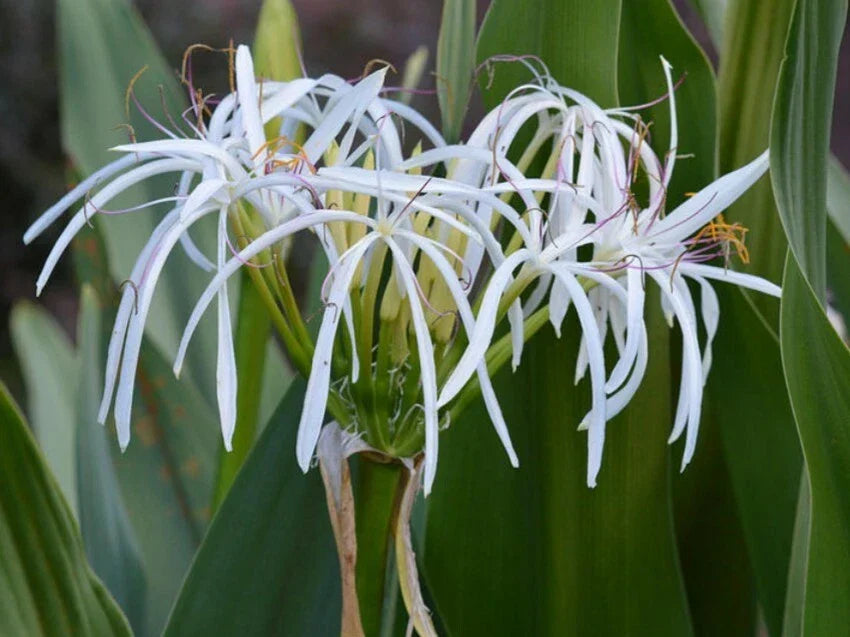 Set of 5 Rooted White Spider Crinum Lilies, Crinum amoenum Starter Plants, Tropical Garden Flowers, Bulk Bundle