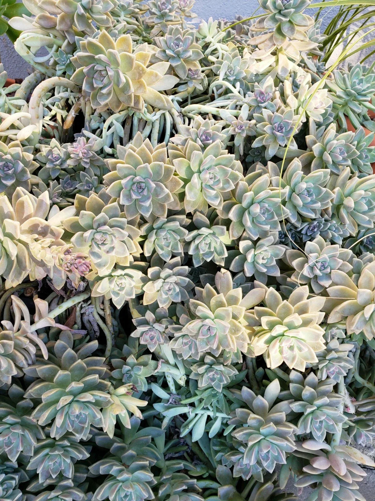 Succulent Cuttings Set - 8 Ghost Plant & Darley Sunshine Cuttings + 10 Loose Leaves | Graptopetalum paraguayense, Sedum adolphii