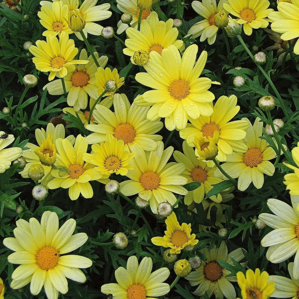 Yellow Marguerite Daisy Seeds - 200+ Count - Argyranthemum frutescens - Ideal for Garden Planting - USA