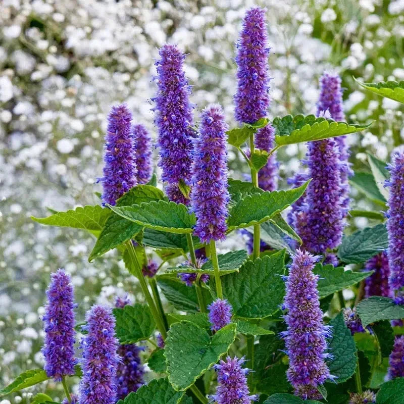 Perennial Anise Hyssop Plants - 2 Bare Root - Purple Flowers - Agastache foeniculum - Hummingbird Friendly, Pollinator Attractant