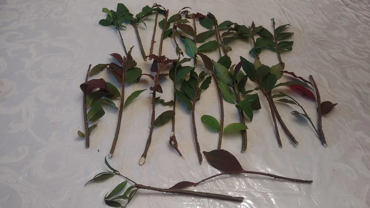 Cherry Laurel Cuttings 5-8" Fresh Unrooted Shrubs Prunus laurocerasus Organic Evergreen Hedges for Landscaping