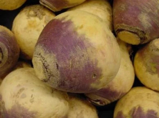 Fresh Rutabaga Seeds - 100 Count American Purple Top - Brassica napus - Non-GMO, Easy to Grow for Home Garden