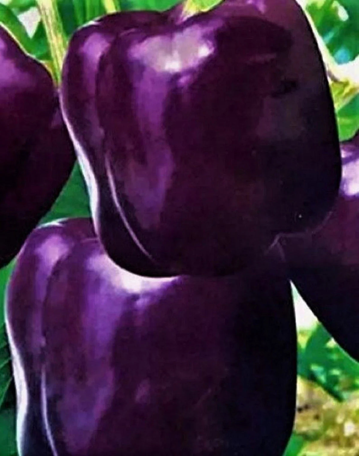 Purple Beauty Pepper Seeds 50+ Non-GMO Heirloom Capsicum annuum for Home Gardening, Container or Garden Beds