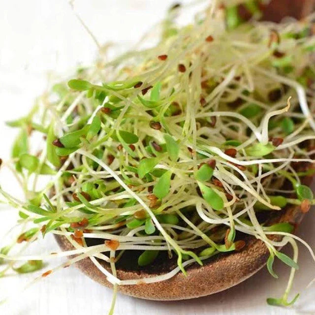 Bulk Alfalfa Seeds | Non-GMO Microgreens & Cover Crop | Medicago sativa | Vegetable Garden Seed 2025
