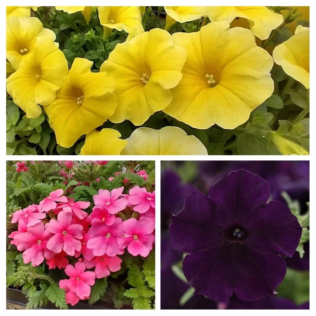 Spring Fresh Petunia Petchoa Verbena Combo 288 Plugs - Easy Wave Navy Velour, Caliburst Yellow, Obsession Cascade Pink Shades