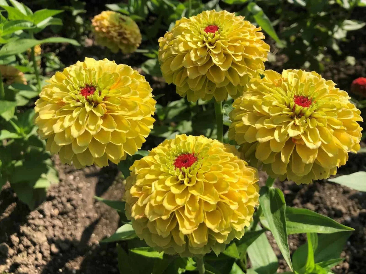 Queeny Lemon Peach Zinnia Seeds - 100+ Pack - Zinnia elegans - Colorful Garden Flowers - Non-GMO - USA