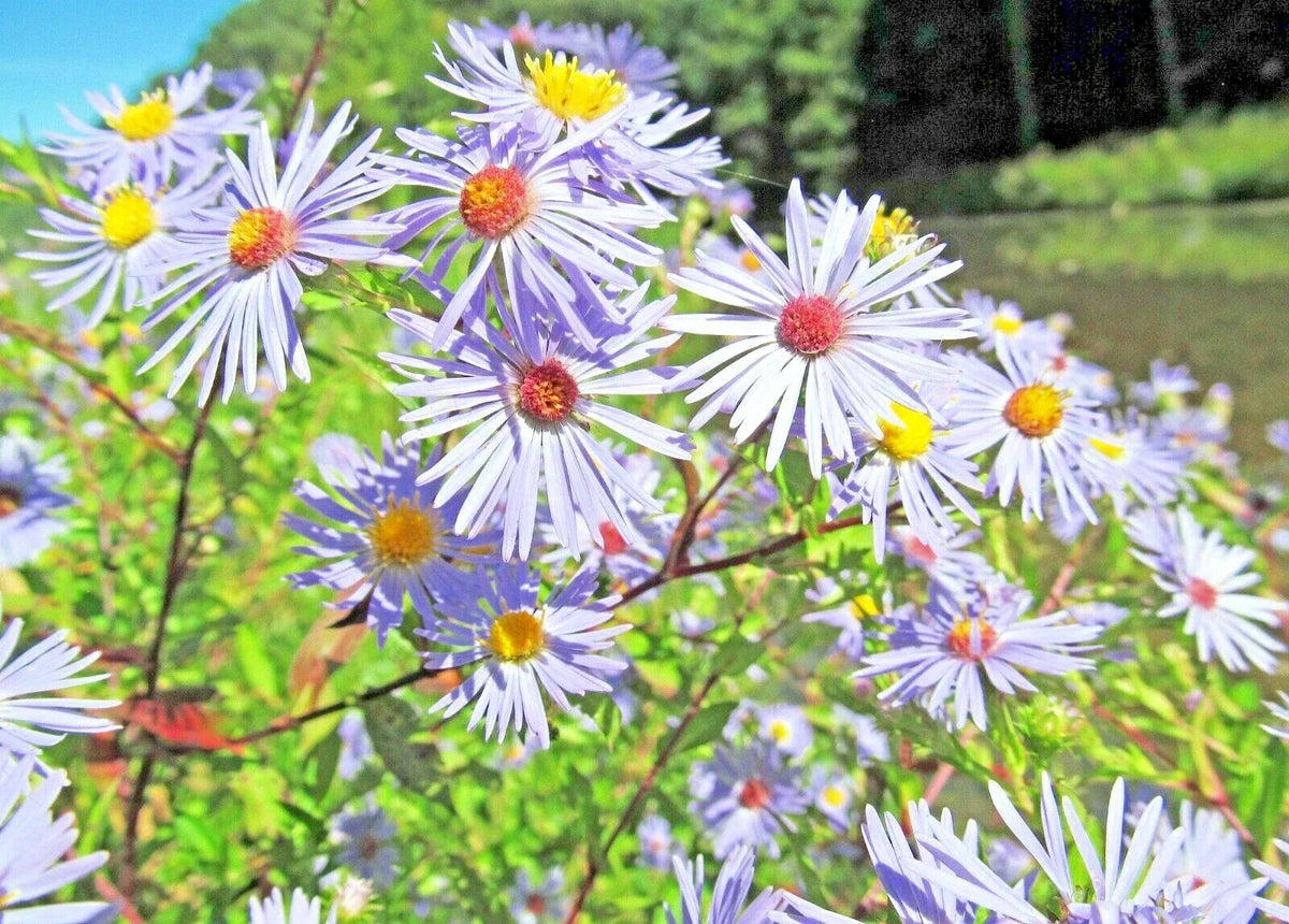 Swamp Aster Seeds - 100+ Pack - Perennial Wildflower for Poor Soils - Aster puniceus - Attracts Pollinators, Eco-Friendly Garden