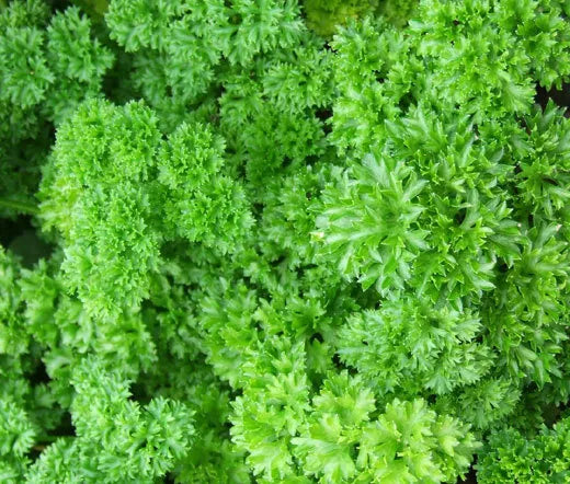 Parsley Moss Curled Seeds 1000+ Heirloom Culinary Herb Petroselinum crispum Non-GMO Sustainable Gardening