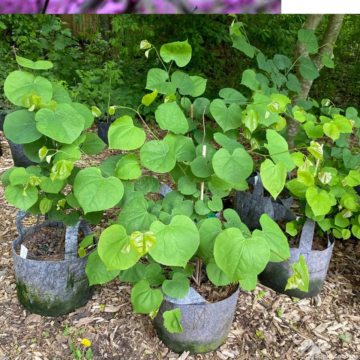 Eastern Redbud Tree 1-2 Year 8"-20" Pink Blooms Cercis canadensis - Ornamental Tree for Gardens, Pollinator Friendly