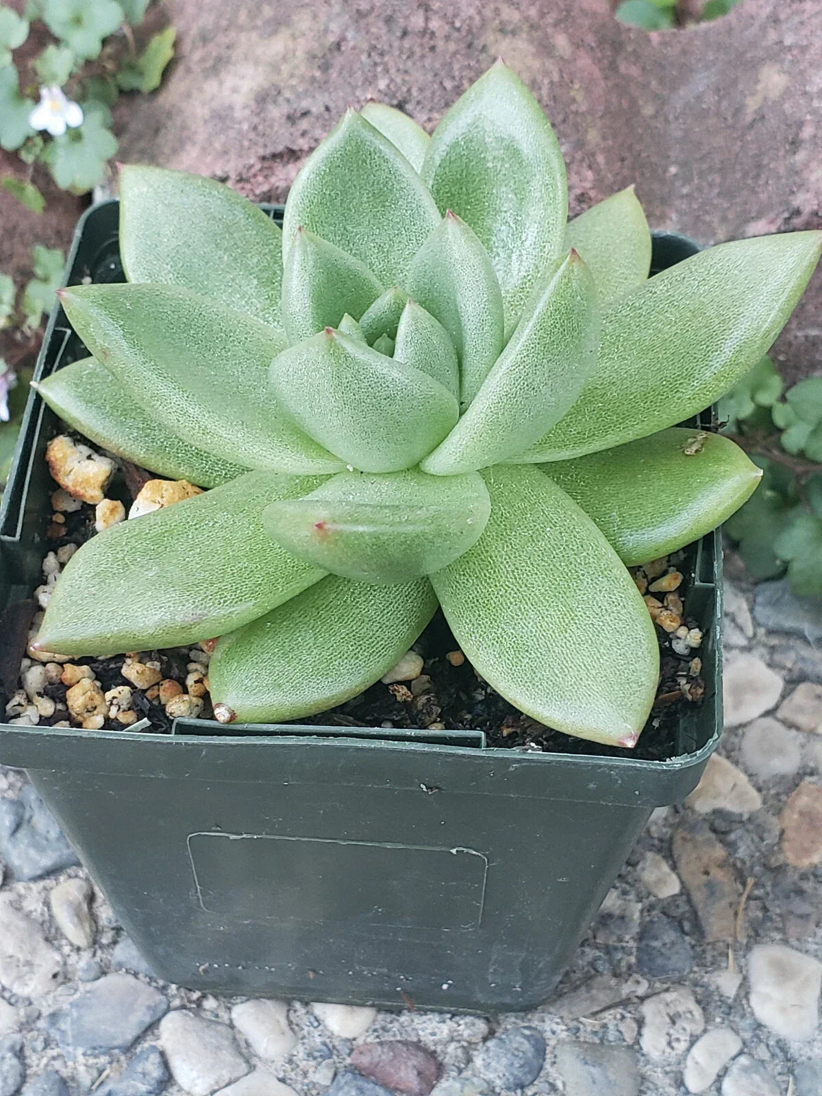 Echeveria Agavoides Potted Plant 4" - Rare Succulent Indoor/Outdoor Decor - Green with Reddish Edges - Echeveria agavoides