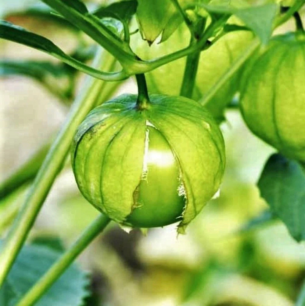 Tomatillo Seeds - 50 Count Toma Verde Green Mexican Husk Tomato - Physalis philadelphica - Non-GMO for Garden & Salsa
