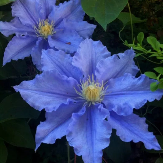 Blue Clematis Seeds 25 Pack - Climbing Perennial Flower - Clematis viticella - Vibrant Blooming Plants for Vertical Gardening