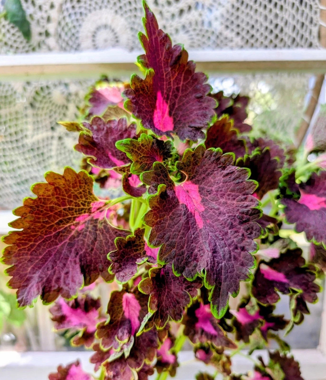 Black Dragon Coleus Plant 4" Pot Burgundy Leaves Solenostemon scutellarioides Indoor Outdoor Garden Decor