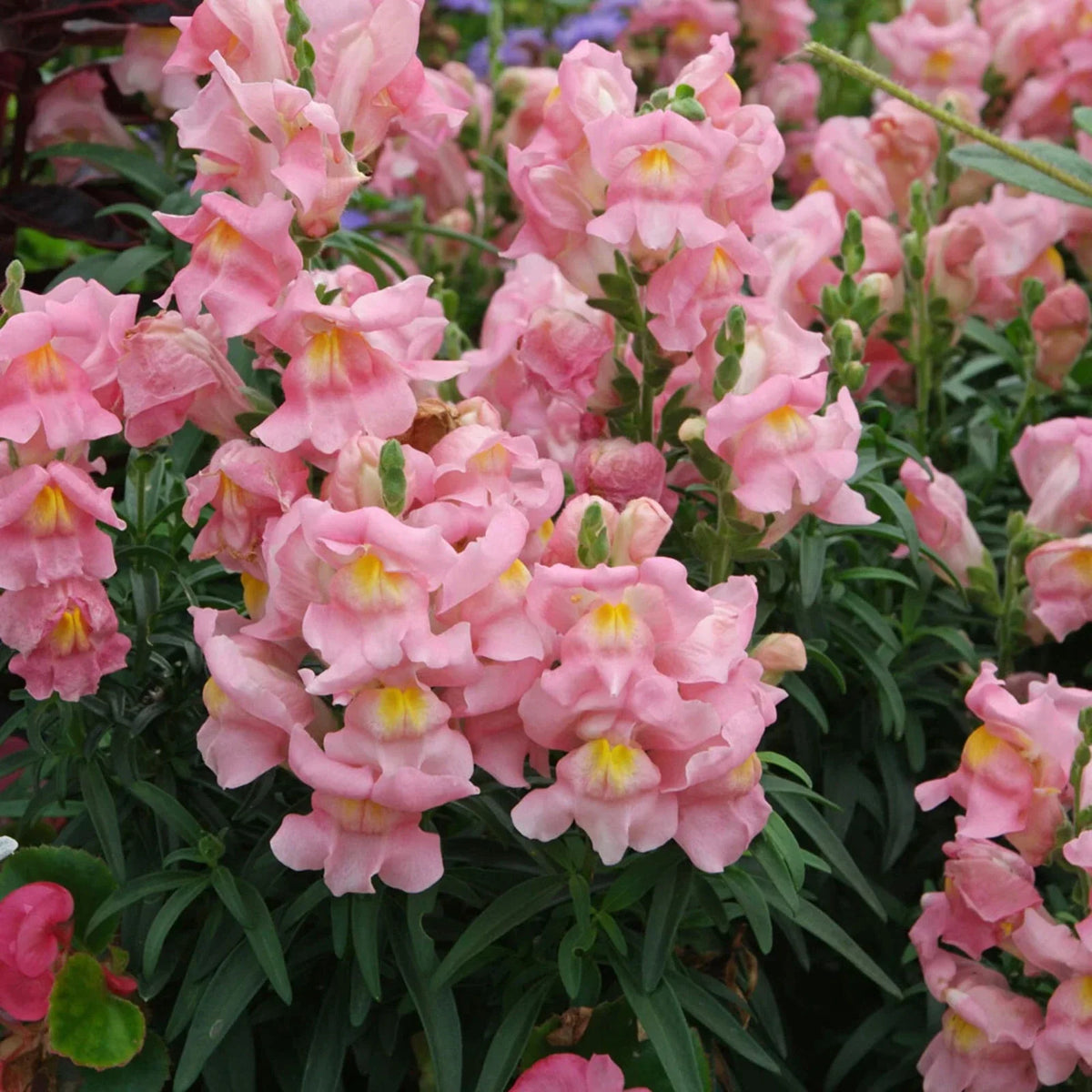 Appleblossom Snapdragon Seeds | Heirloom Non-GMO | Antirrhinum majus | Vibrant Pink Blooms for Garden