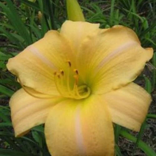 Daylily Live Starter Plant 1 Fan Bareroot Hemerocallis 'Eurasia' Perennial Flower Garden Decor