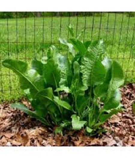 Fresh Organic Horseradish Plants - 2 Well-Rooted Crowns - Easy to Grow Perennial - Armoracia rusticana for Home Gardens