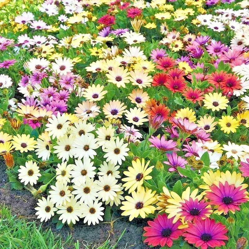 African Daisy Flower Seeds Mix - 201+ Seeds - Drought Tolerant Cape Marigold - Dimorphotheca sinuata - Easy to Grow