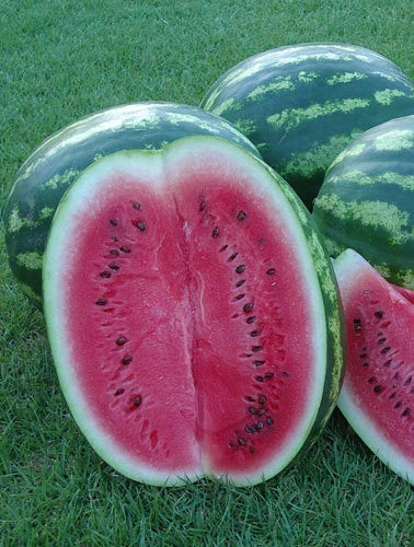 Crimson Sweet Watermelon Seeds - 25 Heirloom Seeds for Planting - Citrullus lanatus - Non-GMO, Disease Resistant