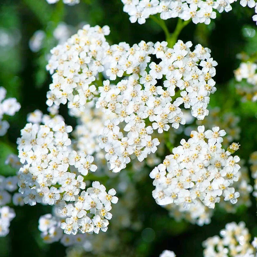 White Yarrow Seeds | Achillea Millefolium | Non-GMO Milfoil Flower Seeds | Fast Shipping | 100 Seed Packet