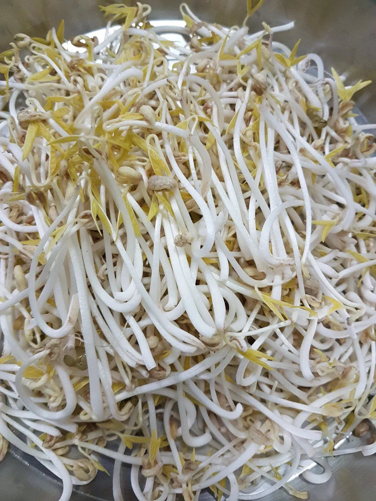 Mung Bean Seeds - 60 Organic Sprouting Seeds - Vigna radiata - High Germination Rate for Nutritious Home Gardening