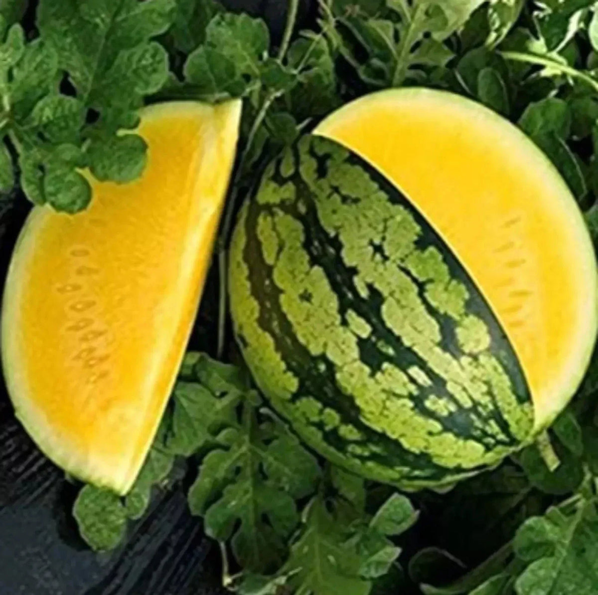 Yellow Gem Watermelon Seeds - 25+ Non-GMO Seeds - Citrullus lanatus - True Yellow Variety for Sweet Garden Freshness