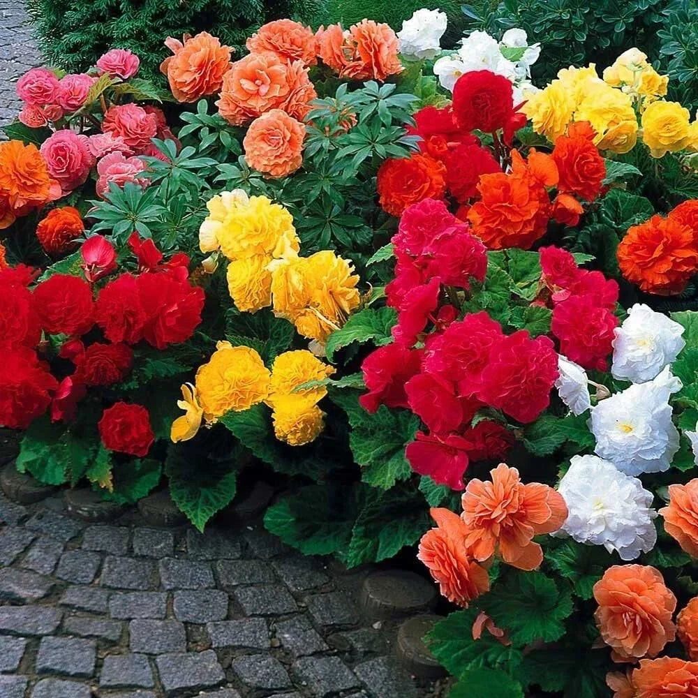 Begonia Flower Bulb Mix - 10 Colorful Bulbs - Easy to Grow - Begonia spp. - Shade Tolerant for Containers & Borders
