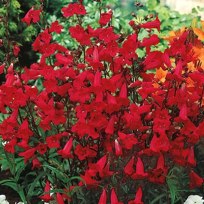Penstemon Seeds - 200 Non-GMO Red Hummingbird Beardtongue - Penstemon eatonii - Easy to Grow Perennial Garden Flowers