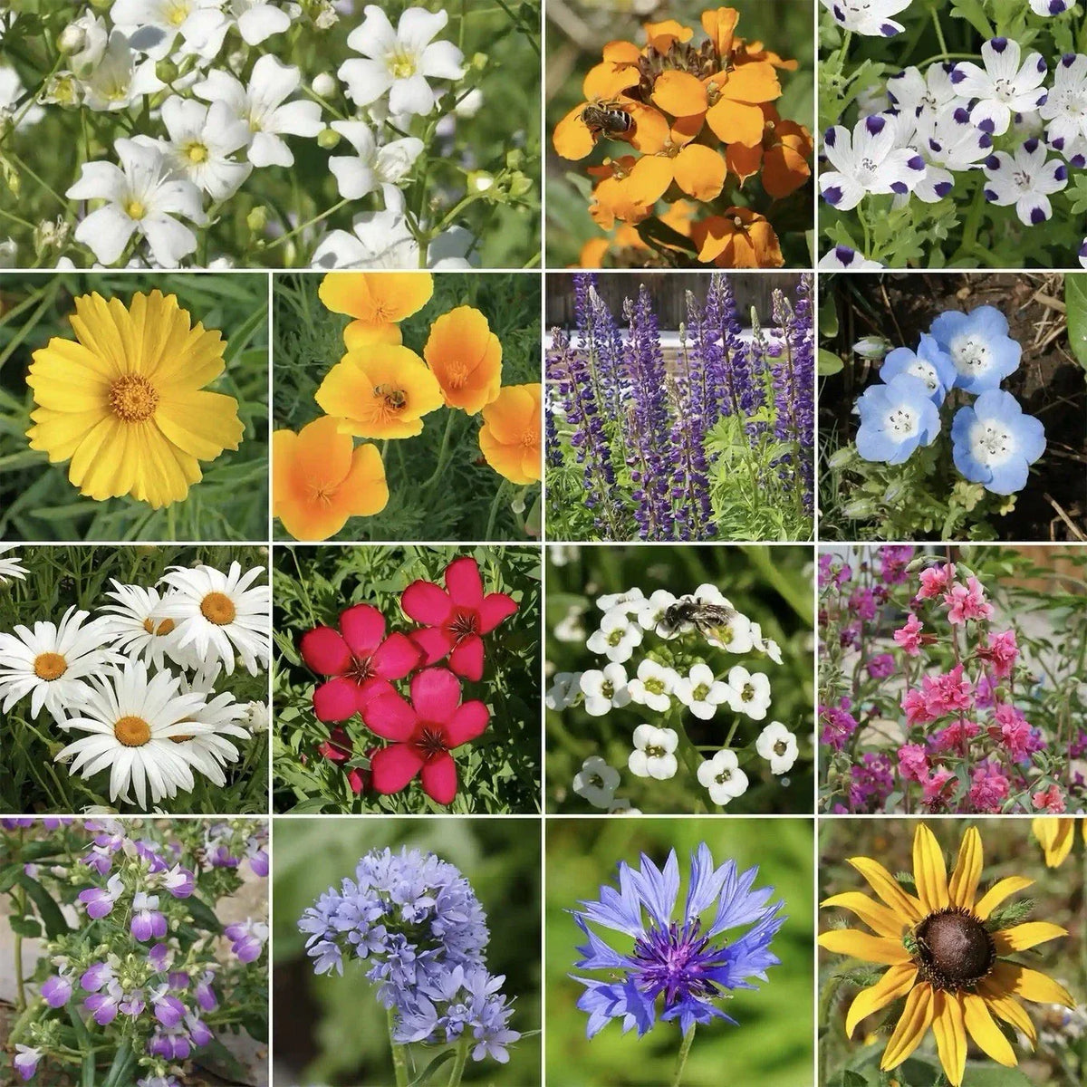 Pacific Northwest Wildflower Seed Mix - 250 Seeds - Hummingbird Attracting Native Wildflowers - Various Species