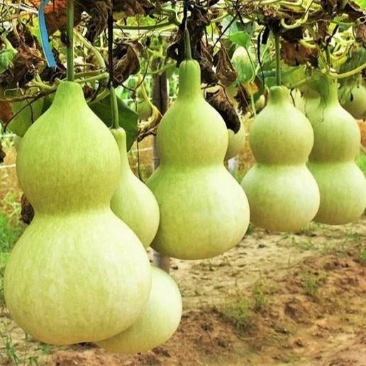 Birdhouse Gourd Seeds - 20+ Count - Hard Shelled - Lagenaria siceraria - Ideal for Crafting Birdhouses and Garden Decor