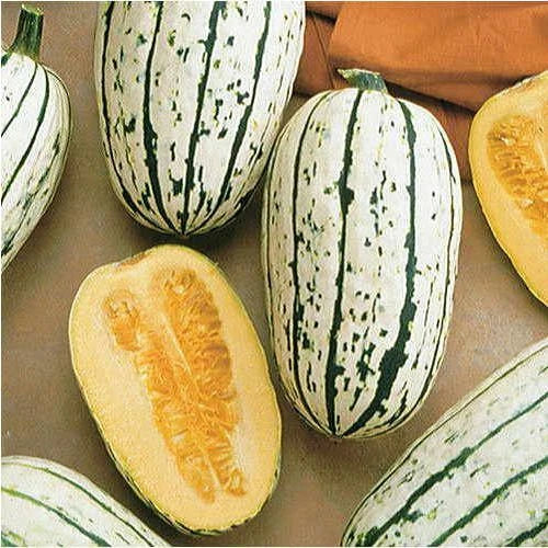 Delicata Squash Seeds Packet | Heirloom Non-GMO | Cucurbita pepo | Vegetable Gardening Seeds for Home Gardens