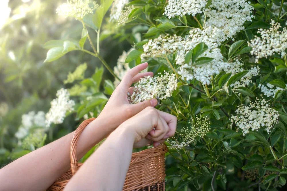 Fresh Elderberry Cuttings - Easy to Grow Sambucus nigra - Ideal for Gardening and Landscaping