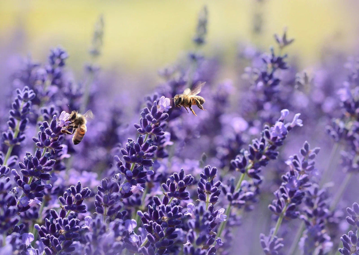 Lavender Seeds - Vera English - Non-GMO - Lavandula angustifolia - Various Sizes Available